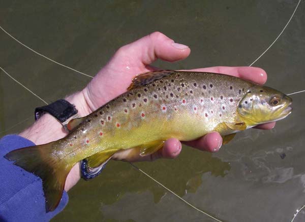 02_same_fish_other_side.jpg